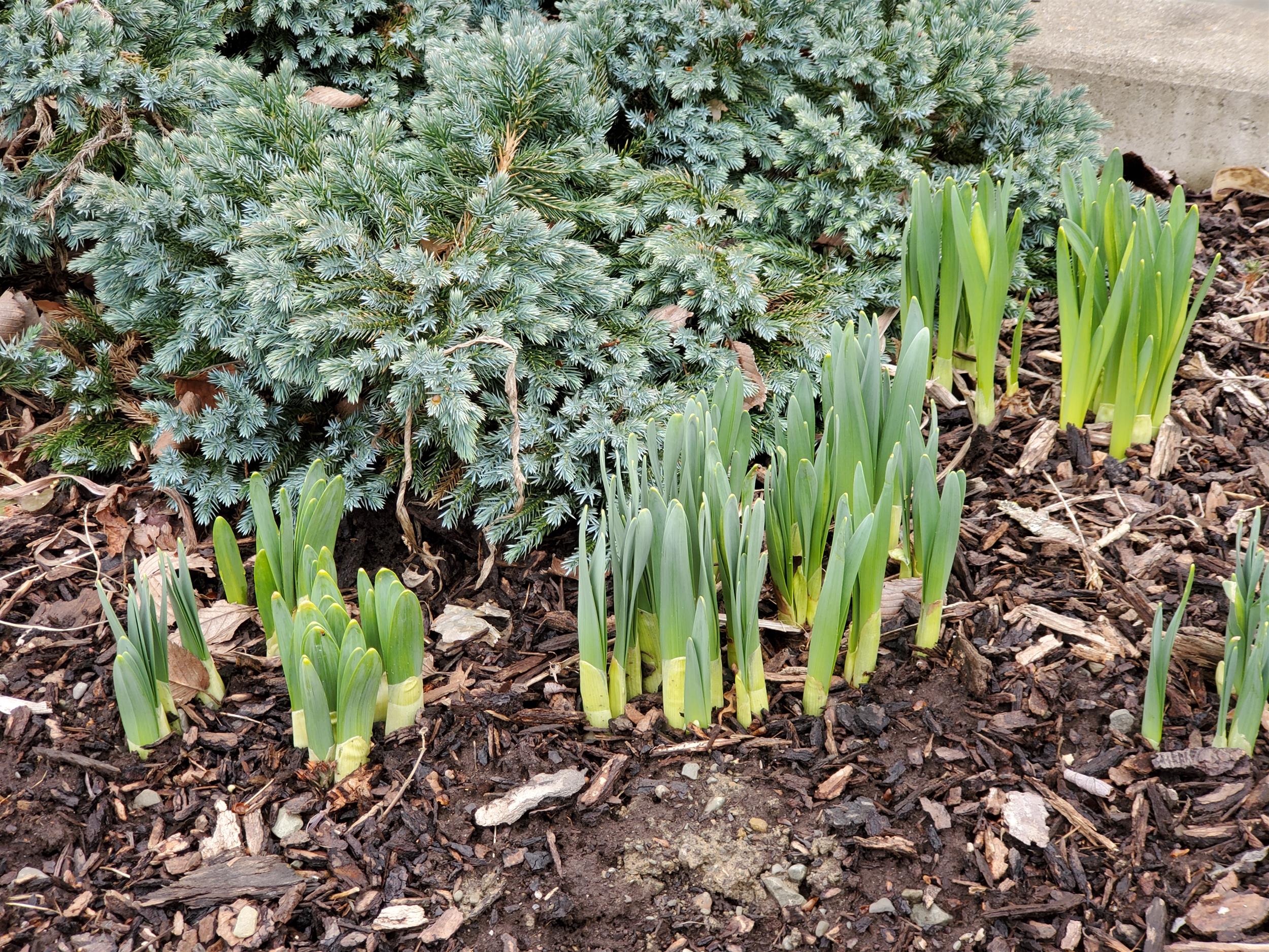 green flower shoots coming  up in spring